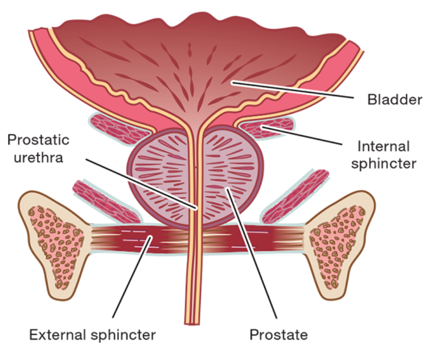 How to stimulate the prostate externally